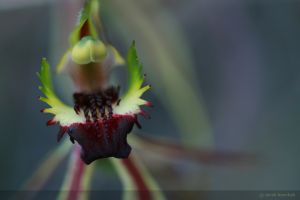 spiderorchid.jpg
